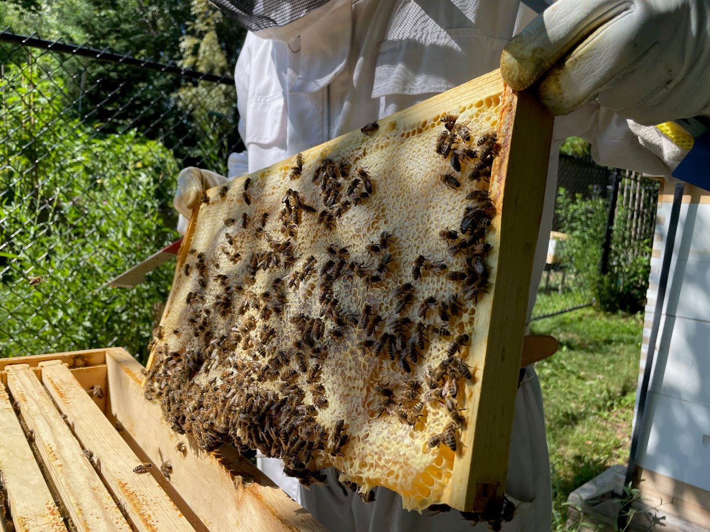 beekeeper inspecting frame
