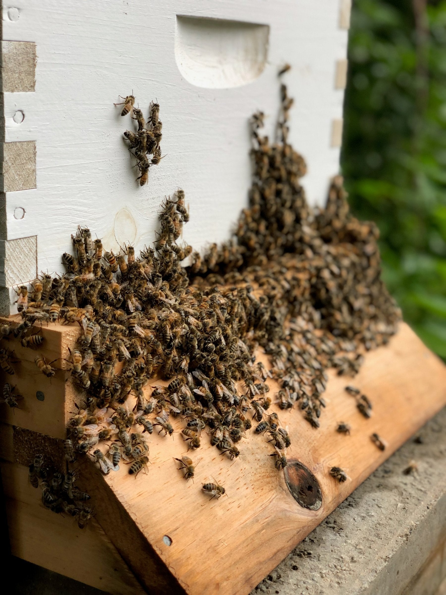 beehive bees bearding